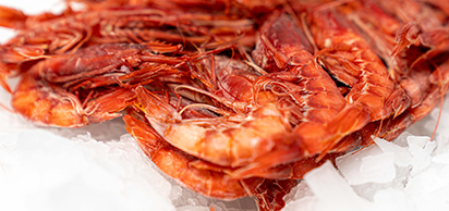 Shellfish