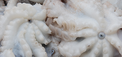 Cephalopods